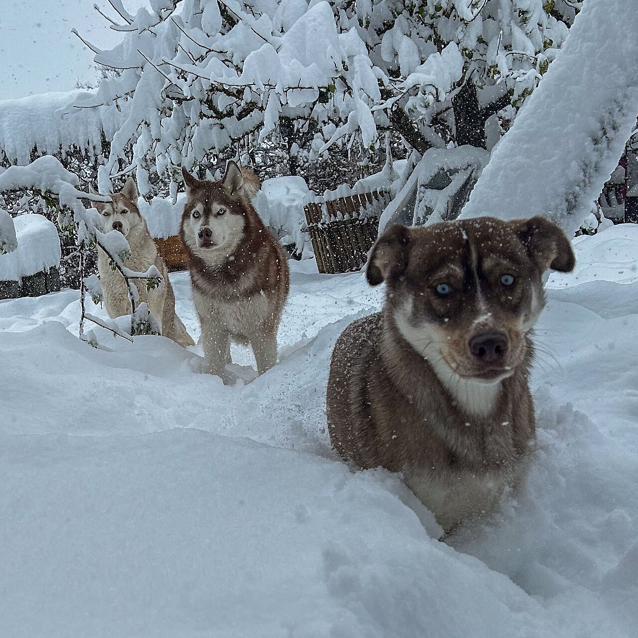 3 Huskys im schneebedecktem Garten laufen auf Dich zu
